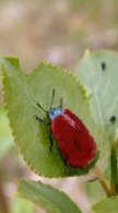 Chrysomele sur feuille de peuplier